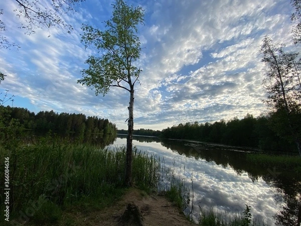Obraz lake in the forest