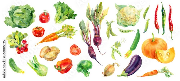 Obraz Watercolor painted collection of vegetables. Fresh colorful veggies background