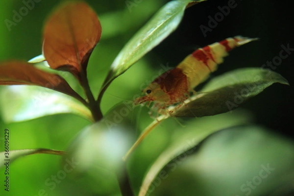 Fototapeta Tiny Red and White Shrimp Resting Under Leaf