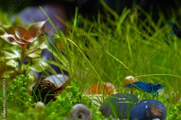 Fototapeta Delicate Tiny Blue Shrimp Near Tiny Acorn Underwater on a Grass Field with Gems