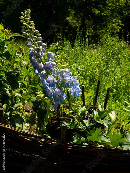 Obraz flowers in the botanical garden in Radzionków. Free space for entry ready
