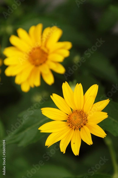 Obraz Arnica flowers