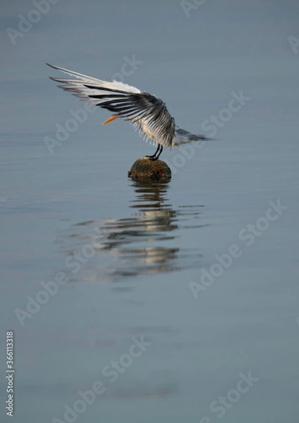 Fototapeta Greater Crested Tern perched on a  float at Busaiteen coast, Bahrain