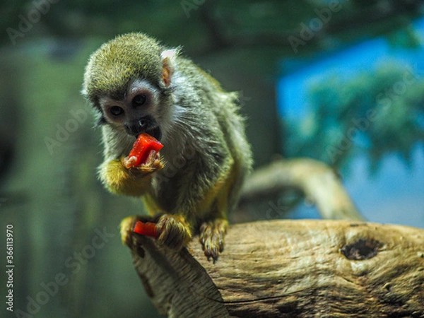 Obraz Monkey eating food on a tree.