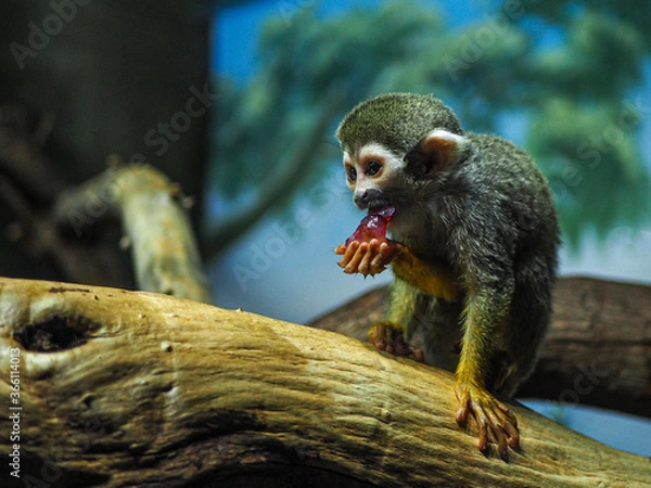 Obraz Monkey eating food on a tree.