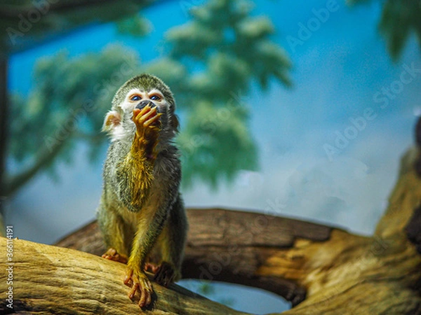 Obraz Monkey eating food on a tree.