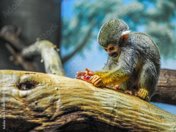 Obraz Monkey eating food on a tree.