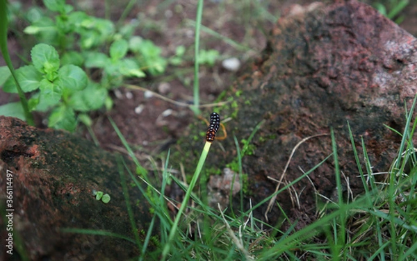 Fototapeta A colorful white doted caterpillar with black body on top of tiny grass tip.