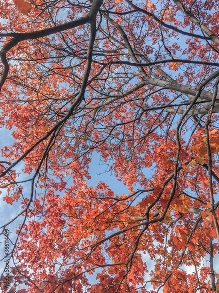 Obraz Under an autumn tree