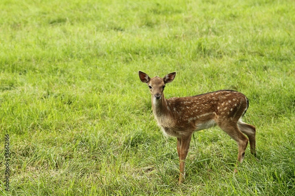 Obraz Small doe in zoo