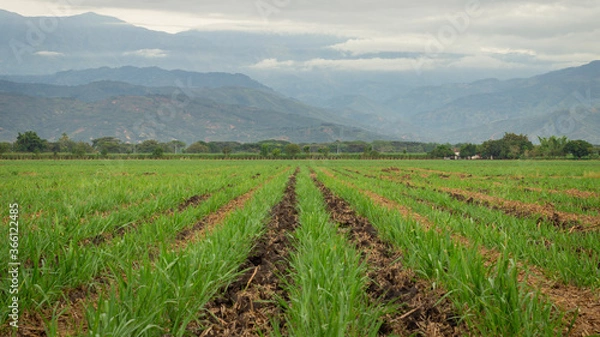 Obraz Photograph of sugar cane crops in Valle del Cauca Colombia with the Andes in the background.