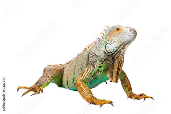 Fototapeta Iguana na izolowanej bieli