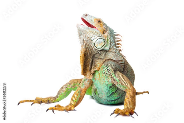 Obraz iguana na na białym tle biały