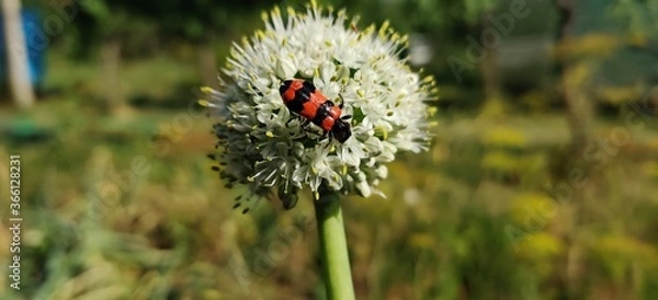 Fototapeta wild flower in the grass