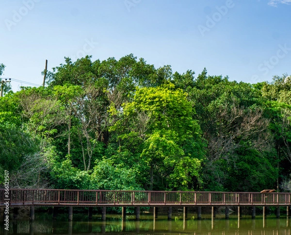 Obraz trees in the park