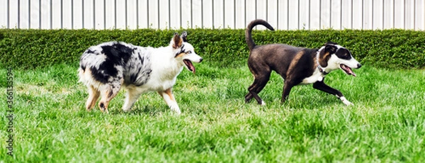 Obraz Australian Dog