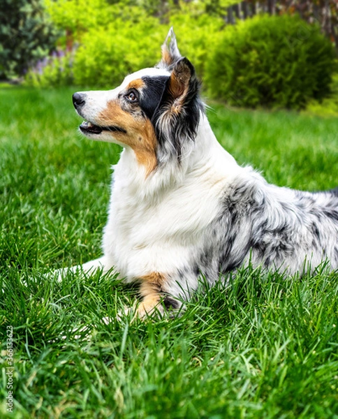 Obraz Australian Dog