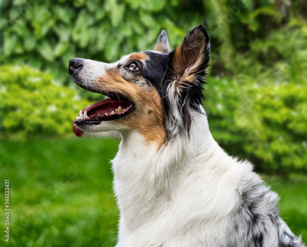 Obraz Australian Dog