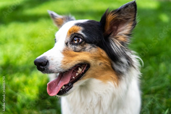 Fototapeta Australian Dog