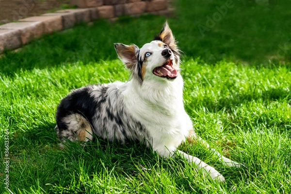 Obraz Australian Dog