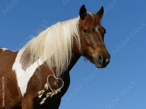 Obraz Ponette de rêve