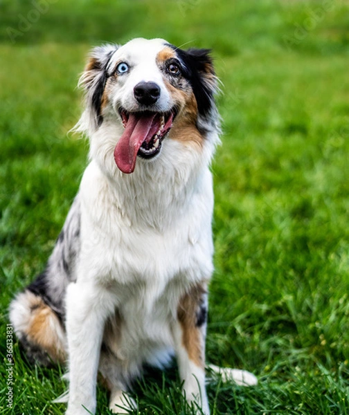 Obraz Australian Shepard Dog
