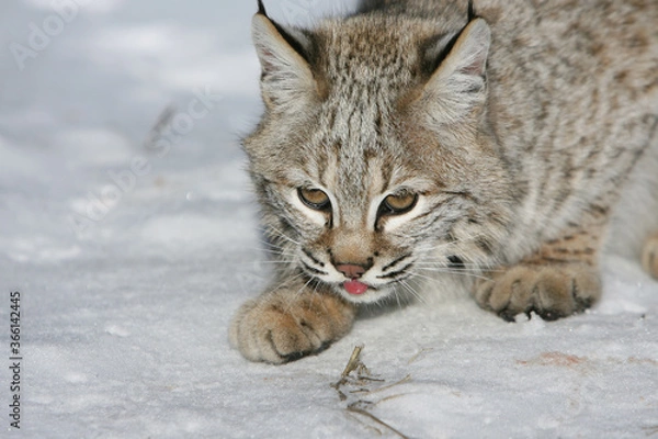 Fototapeta Bobcat in Snow