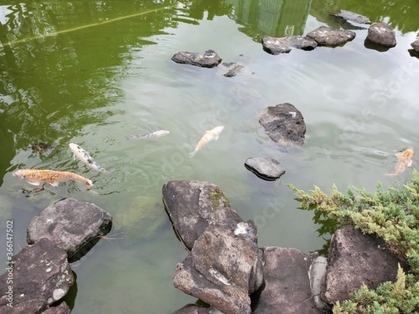 Obraz Koi pond in Taiwan