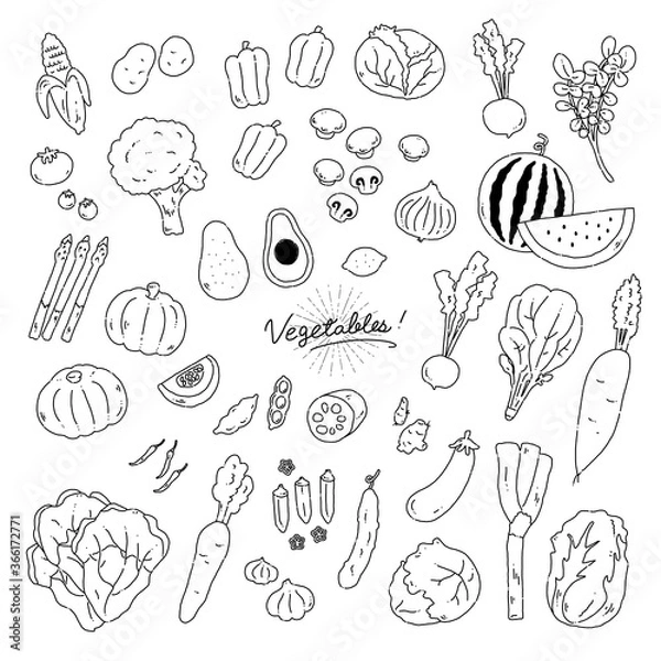 Obraz いろんな野菜の手描きイラストアイコン【線画】vegetables flat line illustration vector icon【white background】