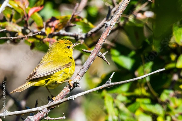 Obraz Orange Crowned Warbler Displays Crown Feathers
