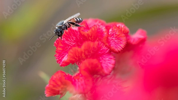 Obraz bee on pink flower