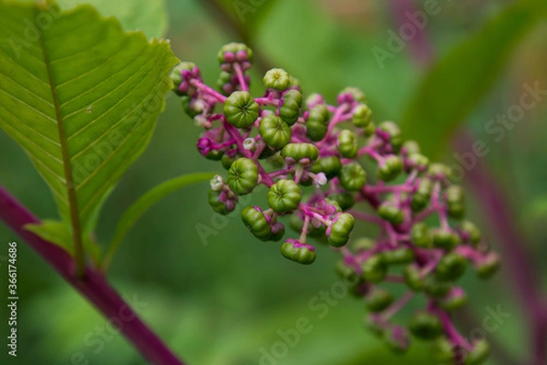 Obraz Pokeweed close up