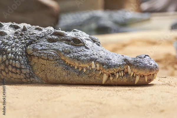 Fototapeta Nilkrokodil