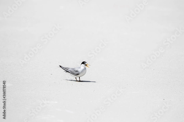 Fototapeta Least Tern at the Beach