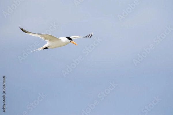 Fototapeta Least Tern in Flight