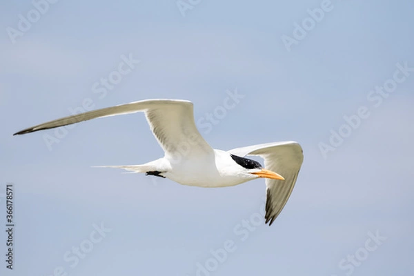 Fototapeta Least Tern in Flight