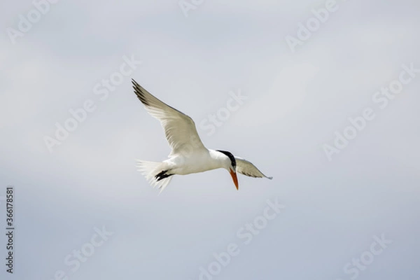 Fototapeta Least Tern in Flight