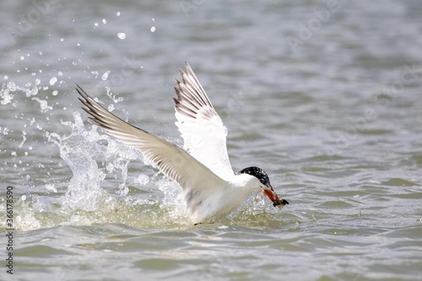 Fototapeta Least Tern Fishing