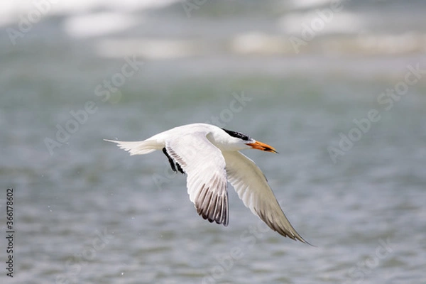 Fototapeta Least Tern in Flight