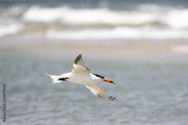 Fototapeta Least Tern in Flight