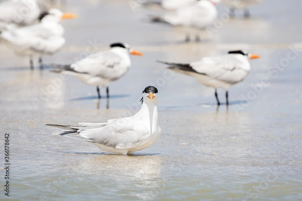 Fototapeta Least Tern at the Beach