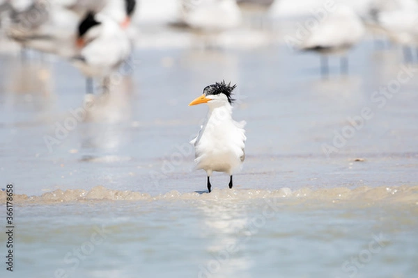 Fototapeta Least Tern at the Beach