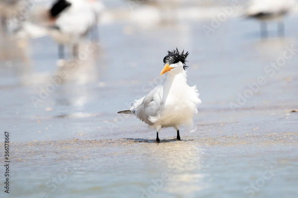 Fototapeta Least Tern at the Beach