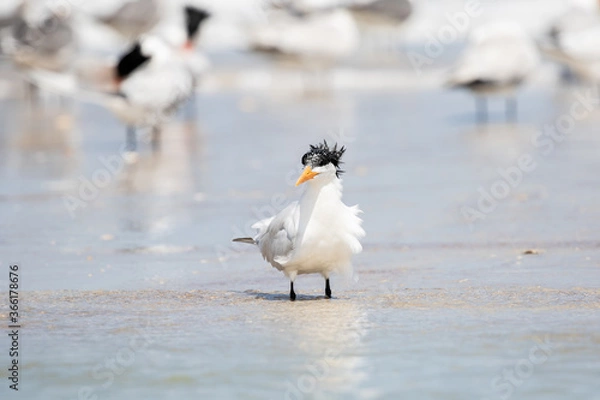 Fototapeta Least Tern at the Beach