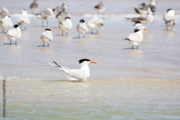 Fototapeta Least Tern at the Beach