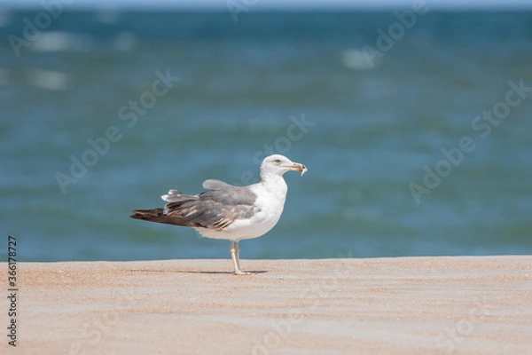 Fototapeta Pelican at the Beach