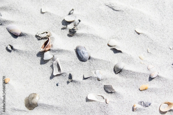Fototapeta Shells on a Florida Beach