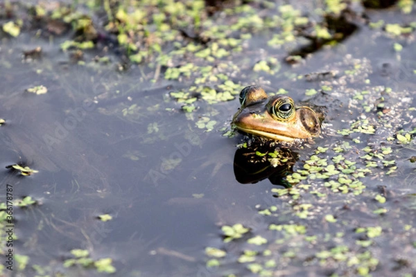 Fototapeta Pig Frog in the Wetland