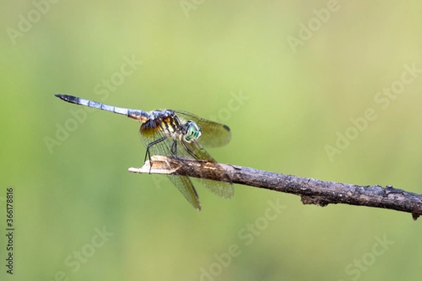 Fototapeta Dragonfly on a Branch