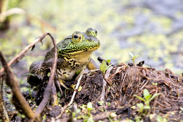 Fototapeta Pig Frog in the Wetland